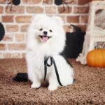 Ocho consejos para cuidar a nuestras mascotas en Halloween